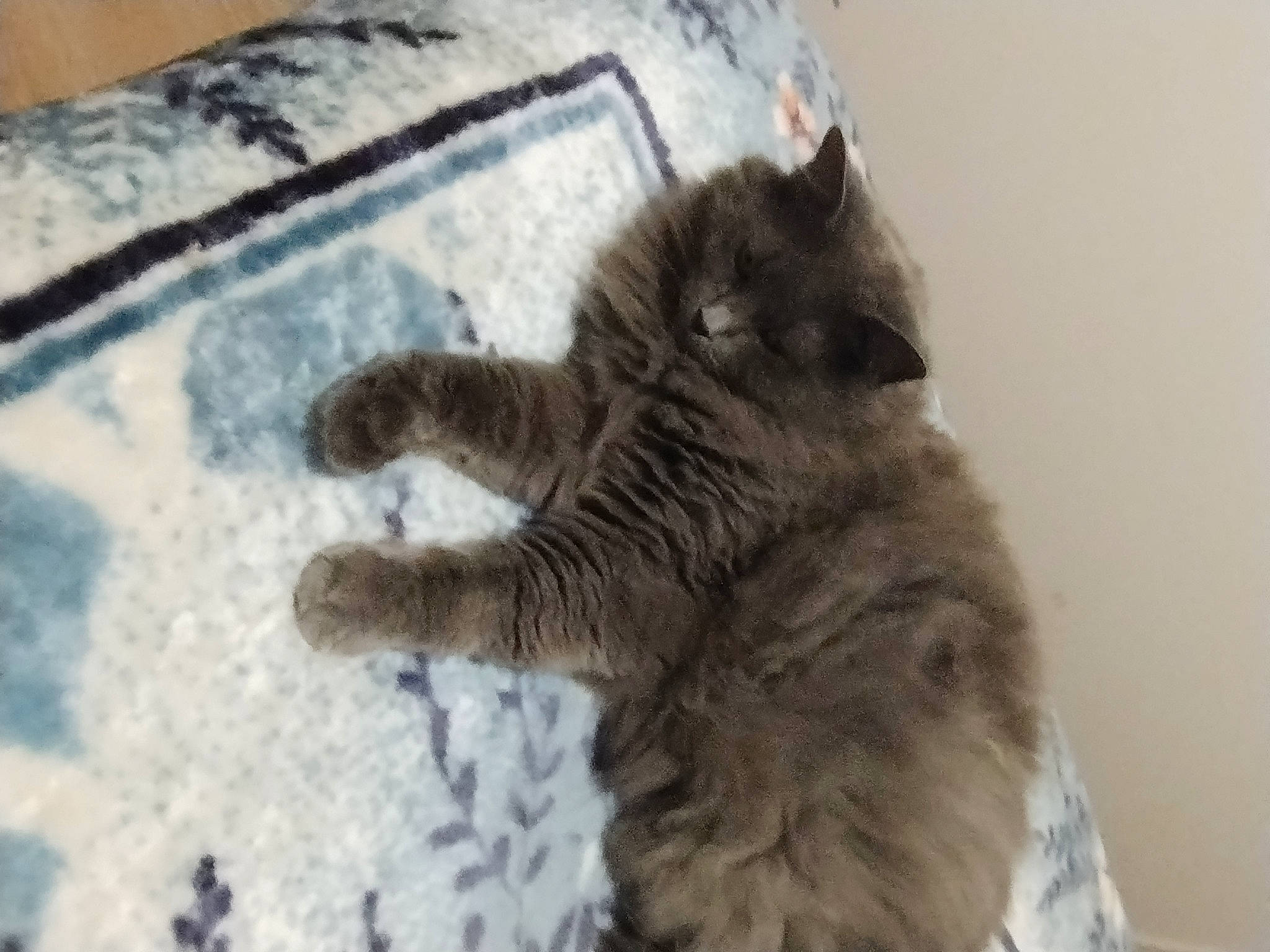 Chipie participe au concours pour gagner de l'argent avec cette photo : black_cat, british_longhair, canidae, carnivore, cat, claw, comfort, dog_breed, domestic_short_haired_cat, felidae, flooring, fur, grey, paw, small_to_medium_sized_cats, snout, sporting_group, tail, terrestrial_animal, whiskers