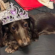 Koko joined the competition — help win amazing prizes! dog, tiara, purple_gem, crown, pet, animal, cute, close_up, indoor, fur, black_brown_fur, laying_down, accessory, jewelry, portrait, face, whiskers, eyes, nose, domestic_animal