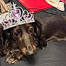 dog, tiara, purple_gem, crown, pet, animal, cute, close_up, indoor, fur, black_brown_fur, laying_down, accessory, jewelry, portrait, face, whiskers, eyes, nose, domestic_animal