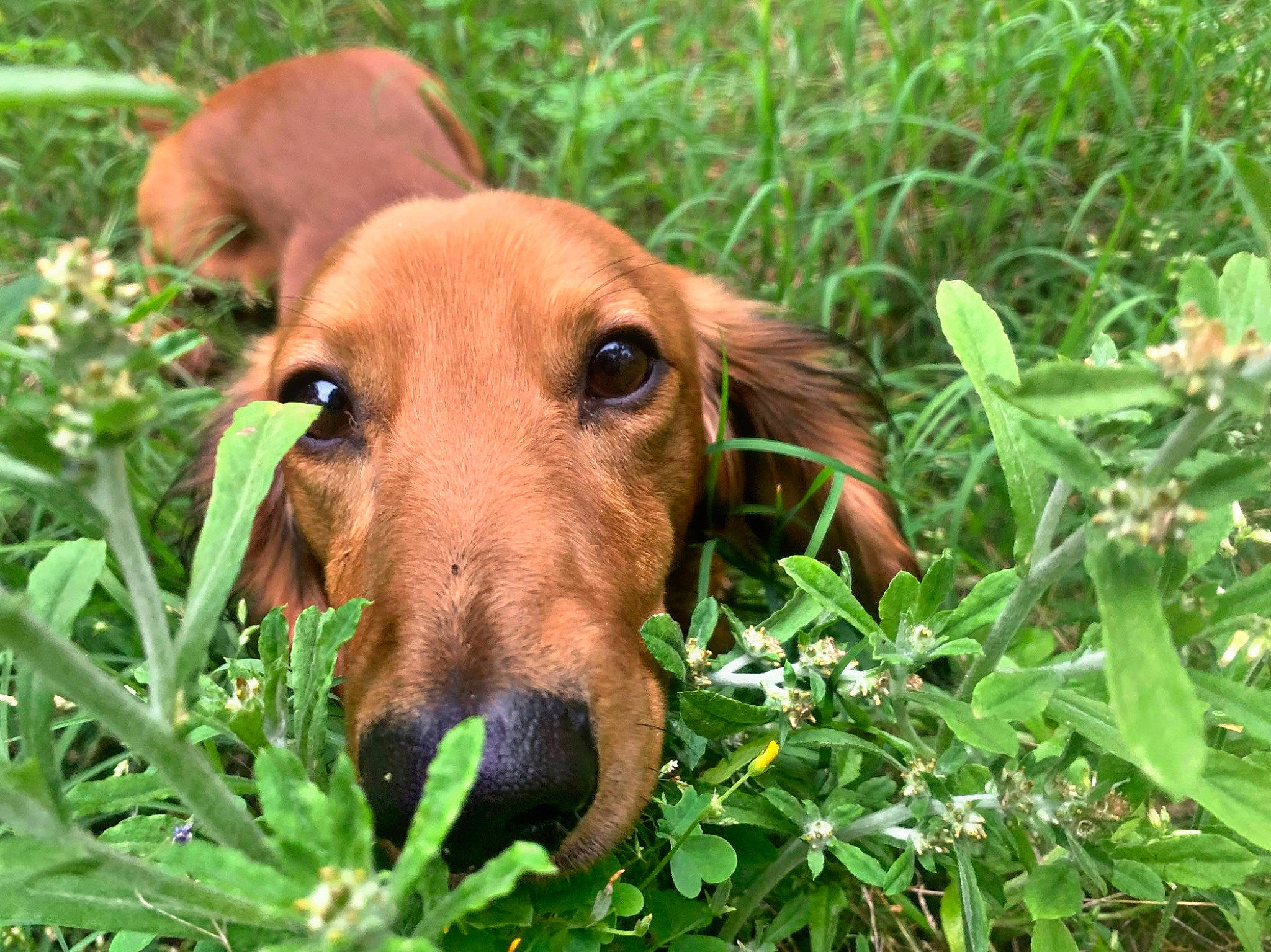 Mr. Weenie joined the competition — help win amazing prizes! carnivore, companion_dog, dog, dog_breed, dog_supply, fawn, flower, grass, groundcover, herbaceous_plant, hound, liver, plant, snout, sporting_group, terrestrial_animal, terrestrial_plant, whiskers, working_animal, working_dog