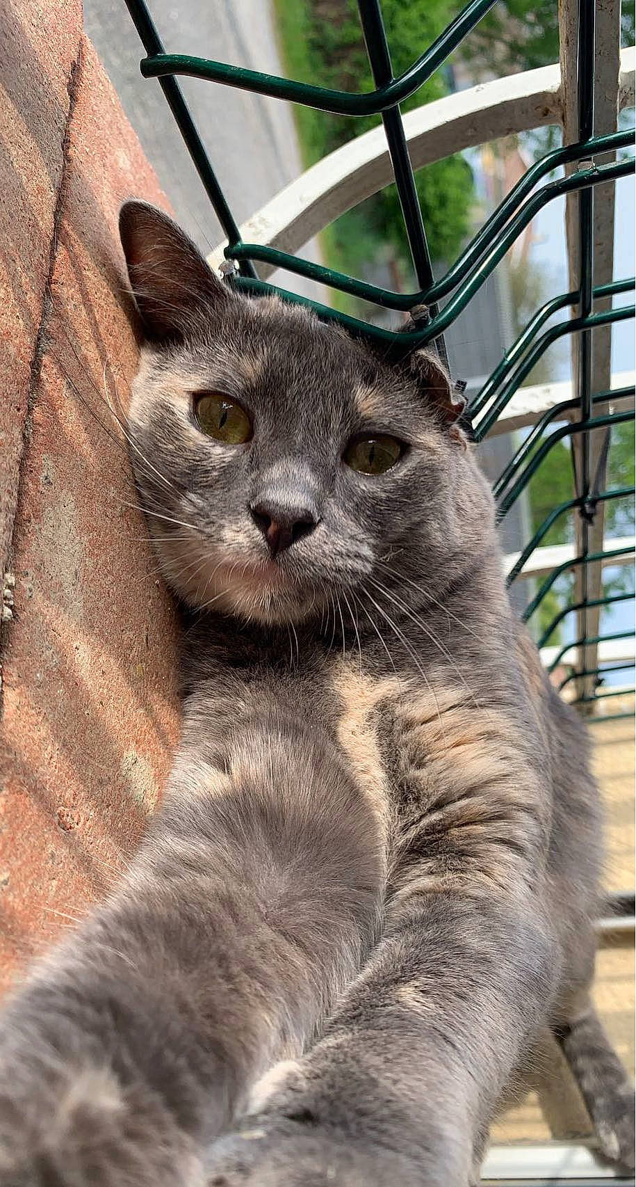 Naya participe au concours pour gagner de l'argent avec cette photo : carnivore, cat, domestic_short_haired_cat, felidae, fur, russian_blue, small_to_medium_sized_cats, snout, terrestrial_animal, tree, whiskers, wildlife, window