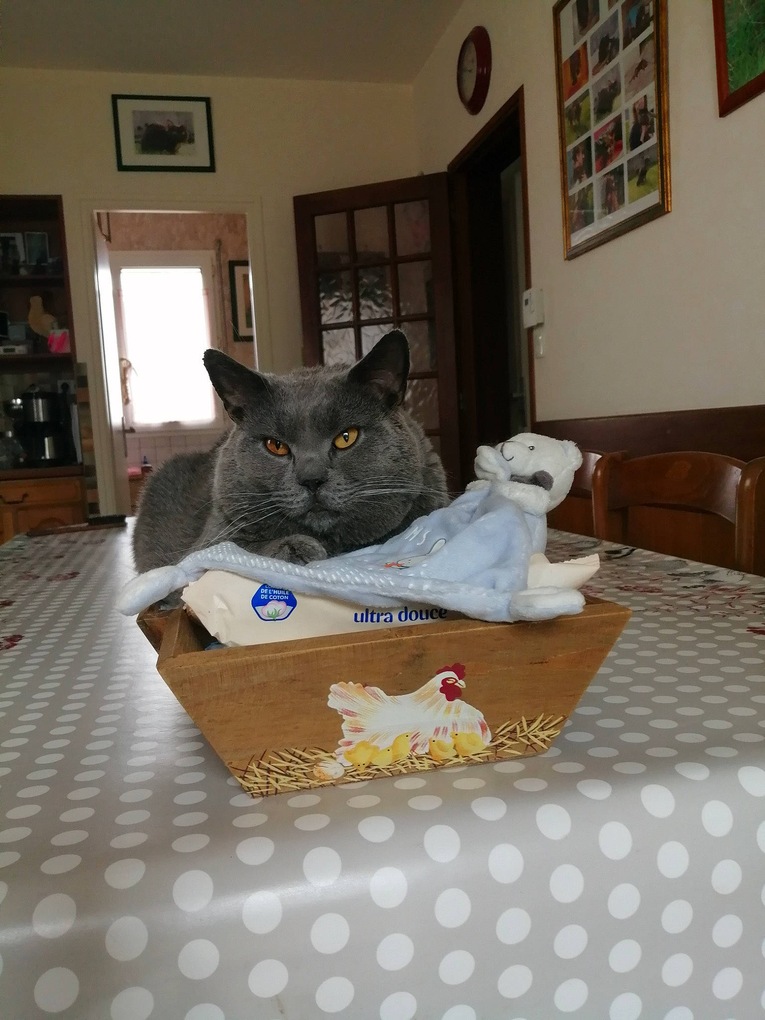 Norman participe au concours pour gagner de l'argent avec cette photo : carnivore, cat, comfort, couch, domestic_short_haired_cat, felidae, floor, flooring, fur, grey, linens, picture_frame, room, shelf, small_to_medium_sized_cats, table, tail, whiskers, window, wood