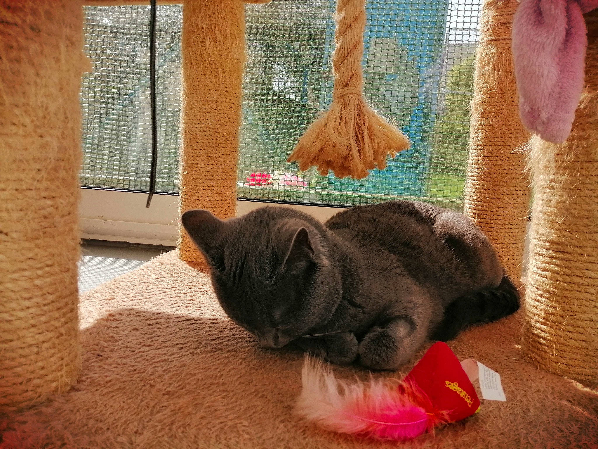 Riboulding participe au concours pour gagner de l'argent avec cette photo : carnivore, cat, comfort, companion_dog, fawn, felidae, flooring, fur, linens, room, small_to_medium_sized_cats, stuffed_toy, tail, textile, toy, whiskers, window, wood, wool, woolen