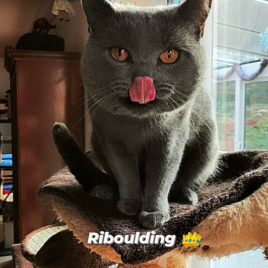 Riboulding