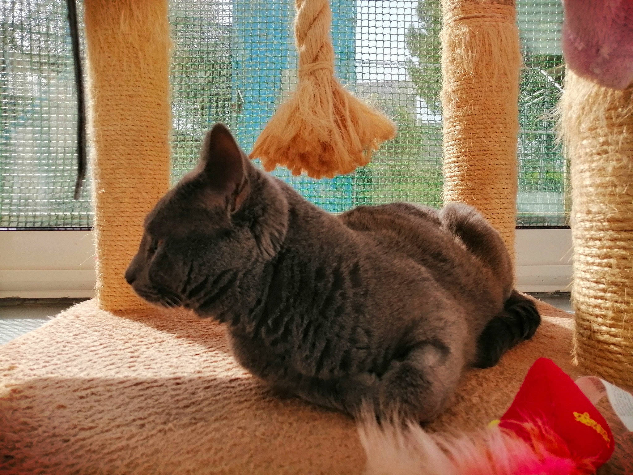 Riboulding participe au concours pour gagner de l'argent avec cette photo : black_cat, carnivore, cat, claw, comfort, domestic_short_haired_cat, fawn, felidae, fur, room, small_to_medium_sized_cats, snout, tail, terrestrial_animal, whiskers, window, window_blind, window_treatment, wood, wool