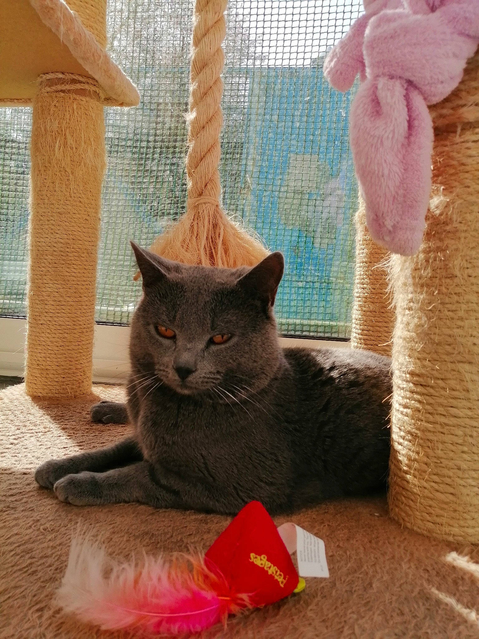 Riboulding participe au concours pour gagner de l'argent avec cette photo : carnivore, cat, cat_bed, cat_supply, chair, comfort, domestic_short_haired_cat, fawn, felidae, fur, grey, pet_supply, room, small_to_medium_sized_cats, tail, thread, whiskers, window, wood, wool