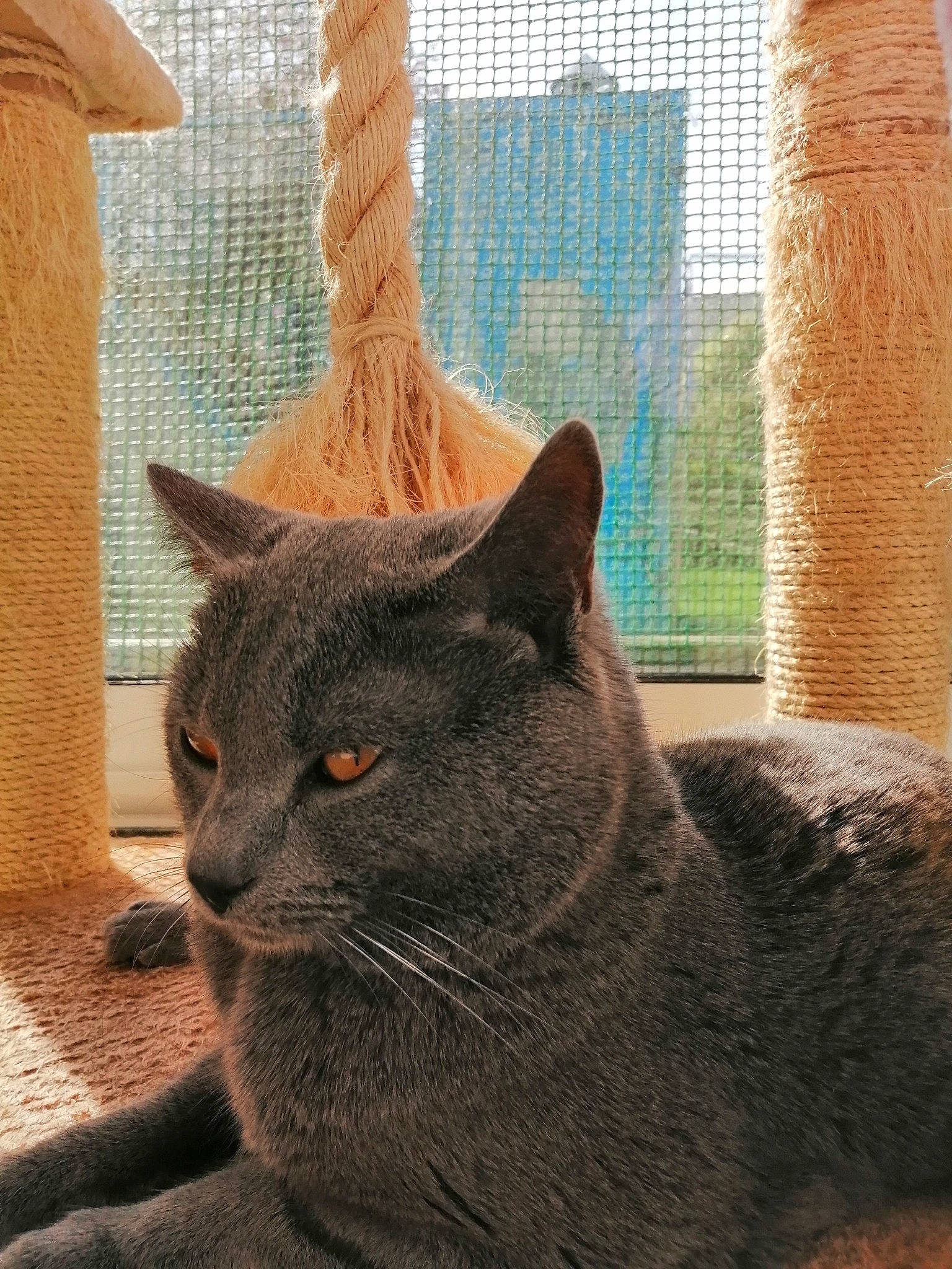 Riboulding participe au concours pour gagner de l'argent avec cette photo : art, black_cat, brick, carnivore, cat, cat_supply, domestic_short_haired_cat, felidae, fur, grey, pattern, small_to_medium_sized_cats, snout, tail, terrestrial_animal, thread, tree, whiskers, wood, wool