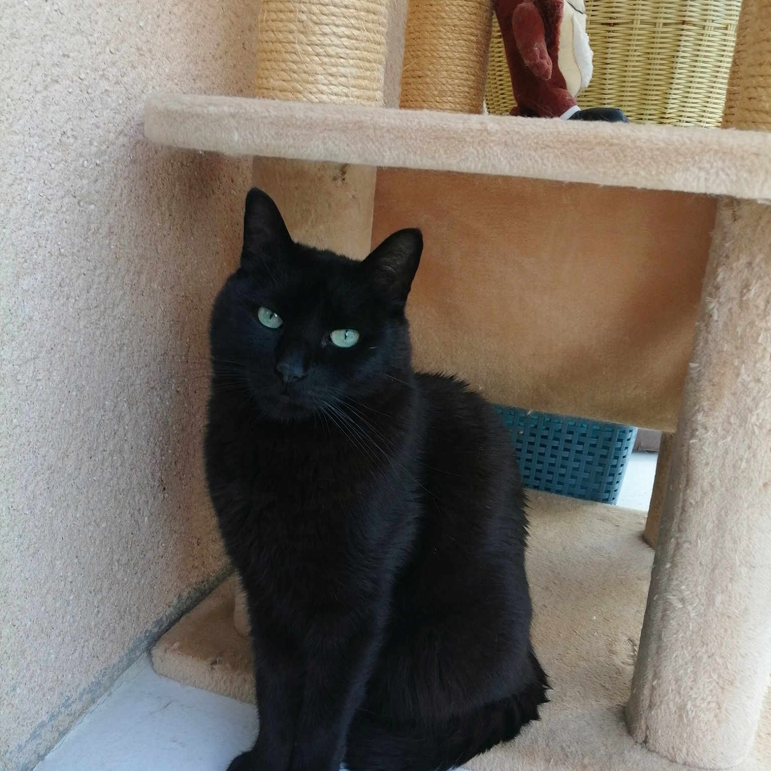Titus