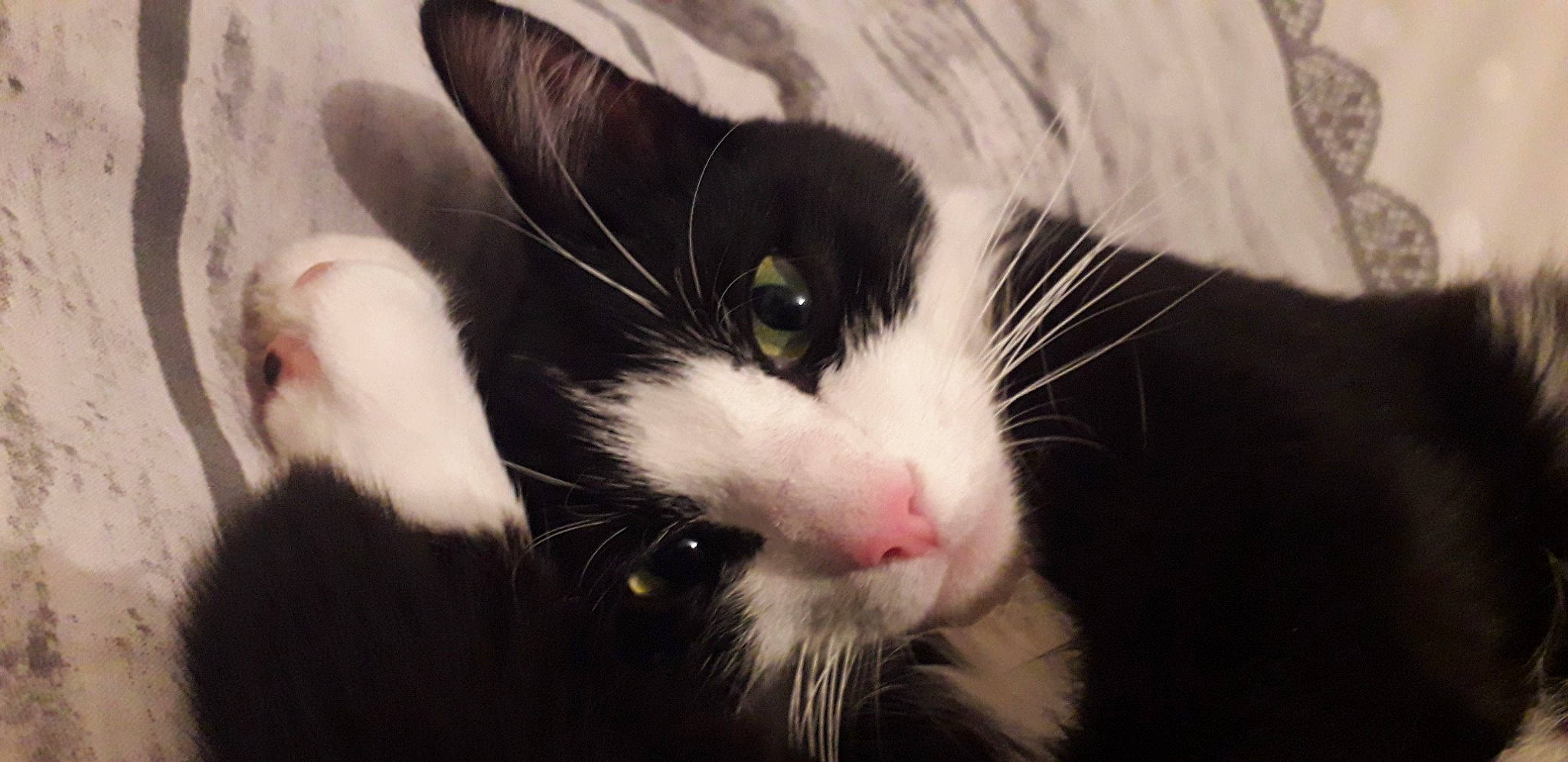 Pichu participe au concours pour gagner de l'argent avec cette photo : carnivore, cat, comfort, domestic_short_haired_cat, felidae, foot, fur, small_to_medium_sized_cats, snout, whiskers