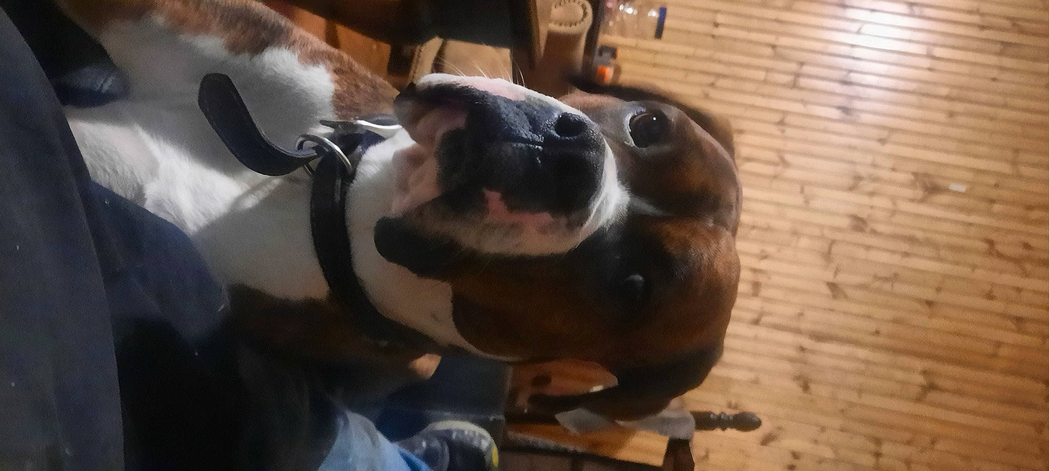 Trump joined the competition — help win amazing prizes! basset_hound, canidae, carnivore, collar, companion_dog, dog, dog_breed, ear, fawn, fur, kitchen_appliance, paw, scent_hound, snout, sporting_group, tail, terrestrial_animal, whiskers, wood, working_animal