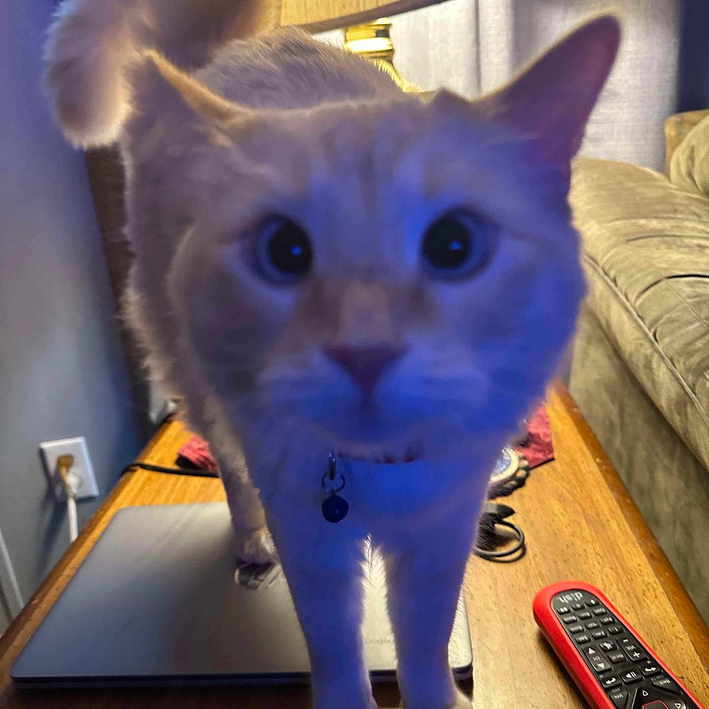 Marshmallow is registered to the contest to win money with this photo: bell, blurry, cat, closeup, collar, cord, couch, curious, curled_tail, feline, furniture, indoor, lamp, laptop, pet, power_outlet, remote_control, table, walking, wooden_table