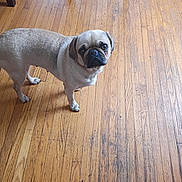 Holly joined the competition — help win amazing prizes! dog, pug, pet, indoor, wooden_floor, curious, looking_up, small_dog, animal, canine, flooring, home, domestic_animal, standing, brown, short_hair, ears, tail, four_legs, companion