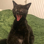 Luna is registered to the contest to win money with this photo: kitten, black_cat, pet, animal, feline, yawning, sitting, indoor, blanket, green, cute, young, fur, whiskers, playful, mouth_open, teeth, tongue, cozy, radiator