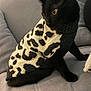 alert, animal, black_cat, cat, couch, cozy, curious, domestic_animal, feline, fur, home, indoor, knitwear, leopard_print, living_room, pet, sitting, sweater, whiskers, yellow_eyes