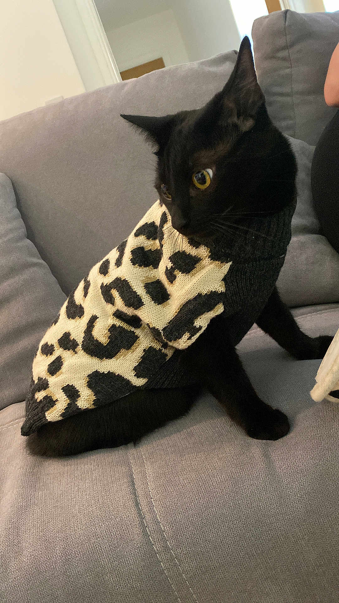Luna is registered to the contest to win money with this photo: cat, black_cat, sweater, leopard_print, pet, indoor, feline, couch, yellow_eyes, cozy, curious, alert, knitwear, animal, domestic_animal, fur, whiskers, sitting, living_room, home