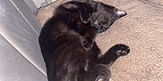 Luna joined the competition — help win amazing prizes! cat, black_cat, sleeping, cozy, blanket, couch, pet, fur, paw, indoor, resting, animal, cute, soft, relaxed, whiskers, feline, claws, comfort, nap