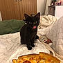 Luna joined the competition — help win amazing prizes! black_cat, kitten, bed, pizza, pepperoni, cheese, ketchup_bottle, tongue_out, indoor, blanket, wooden_door, candle, cozy, curious, food, comfort, home, furniture, relaxed, cute