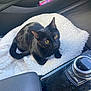 Luna joined the competition — help win amazing prizes! cat, black_cat, pet, animal, indoor, car_interior, blanket, fluffy, golden_eyes, feline, comfort, seat, dashboard, vehicle, domestic_cat, cute, looking_up, curious, resting, small_animal