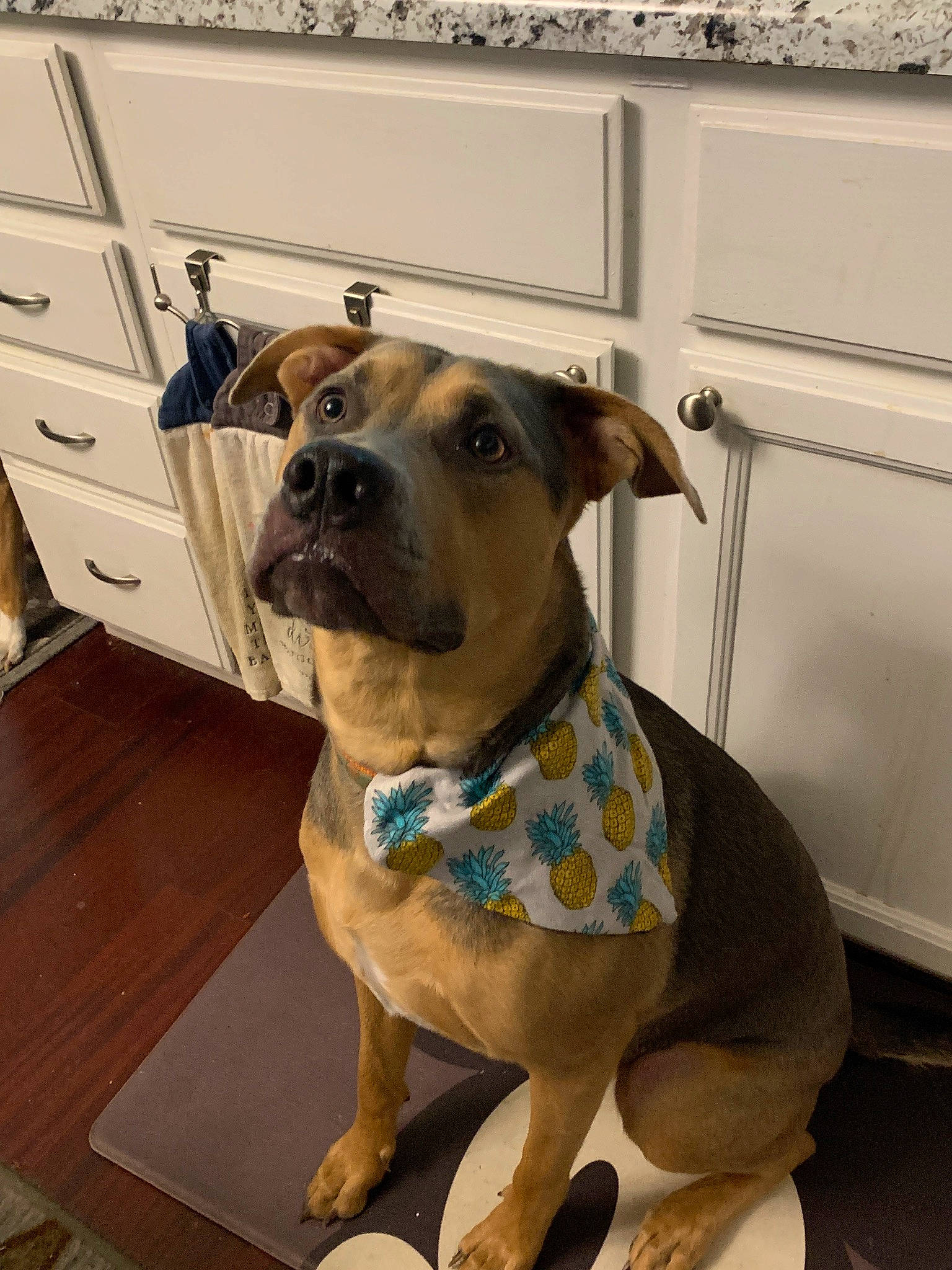 Peaches joined the competition — help win amazing prizes! canidae, carnivore, collar, companion_dog, dog, dog_breed, dog_collar, dog_supply, door, fawn, flooring, guard_dog, hardwood, pet_supply, snout, sporting_group, whiskers, wood, working_animal, working_dog