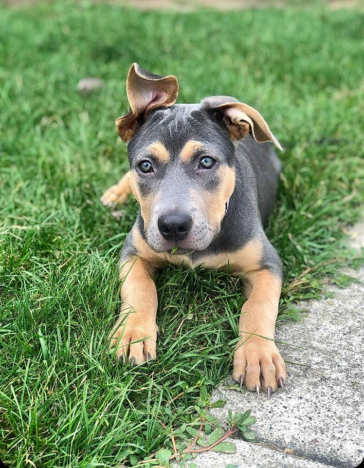 Peaches is registered to the contest to win money with this photo: art, canidae, carnivore, companion_dog, dog, dog_breed, fawn, grass, grassland, guard_dog, happy, people_in_nature, plant, puppy, snout, sporting_group, terrestrial_animal, whiskers, working_animal, working_dog