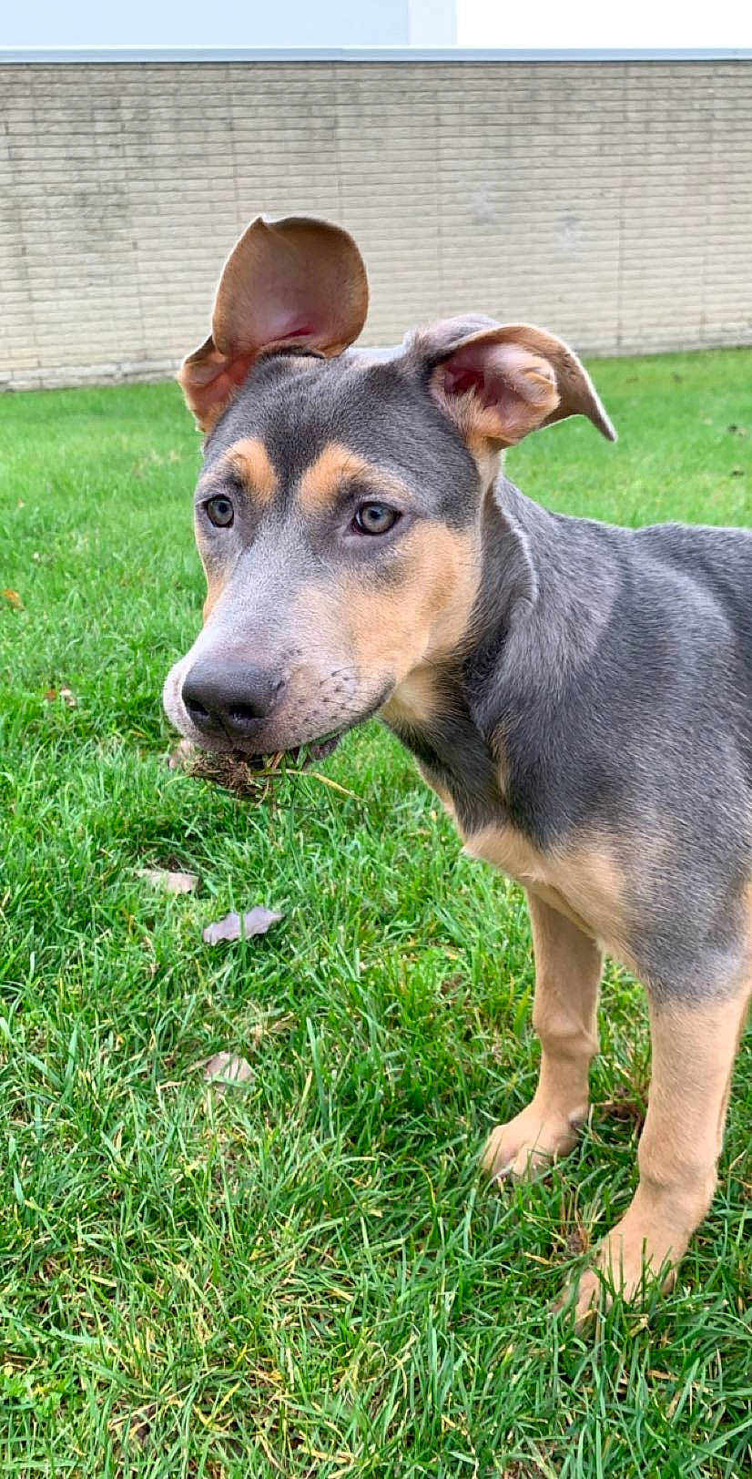 Peaches joined the competition — help win amazing prizes! canidae, carnivore, companion_dog, dog, dog_breed, fawn, grass, guard_dog, plant, snout, sporting_group, terrestrial_animal, whiskers, working_animal, working_dog