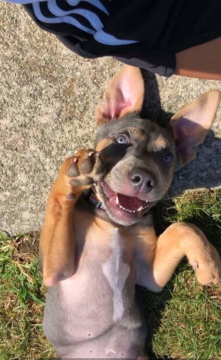 Peaches joined the competition — help win amazing prizes! canidae, carnivore, collar, companion_dog, dog, dog_breed, dog_collar, fang, fawn, gesture, grass, guard_dog, happy, plant, smile, snout, sporting_group, summer, whiskers, working_animal