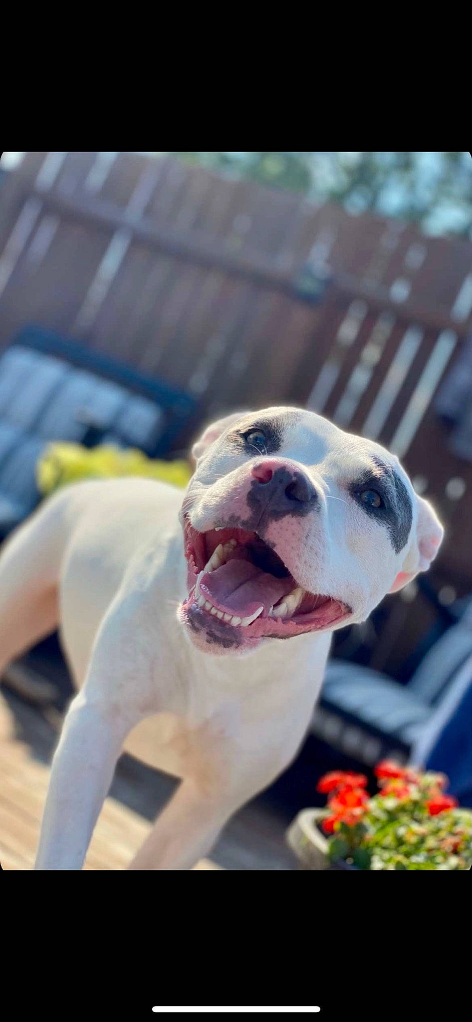 Maryjane joined the competition — help win amazing prizes! annual_plant, ball, bulldog, canidae, carnivore, collar, companion_dog, dog, dog_breed, dog_collar, fawn, flower, grass, molosser, plant, snout, sporting_group, working_animal, working_dog, wrinkle