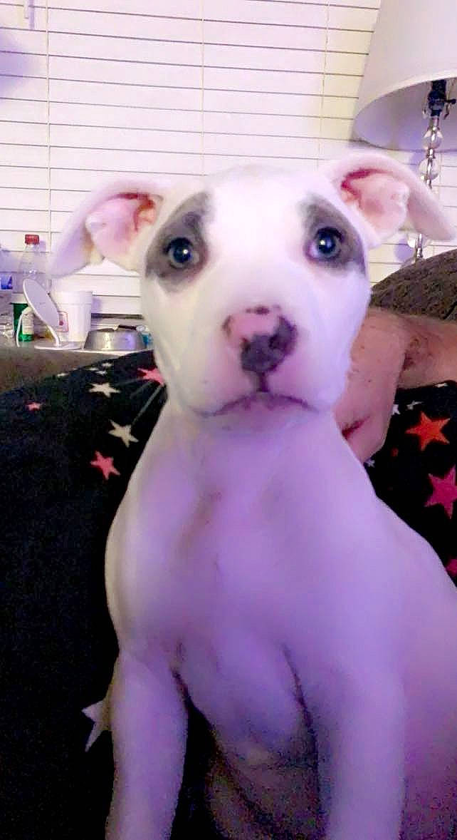 Maryjane joined the competition — help win amazing prizes! ball, canidae, carnivore, collar, companion_dog, dog, dog_breed, ear, fawn, flooring, football, fur, pink, snout, sporting_group, sports_equipment, terrestrial_animal, toy, whiskers, working_animal