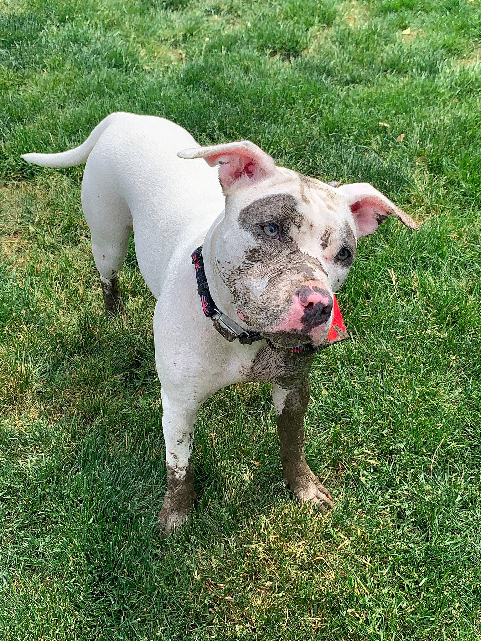 Maryjane joined the competition — help win amazing prizes! canidae, carnivore, collar, companion_dog, dog, dog_breed, dog_collar, dogo_guatemalteco, fawn, grass, non_sporting_group, pet_supply, plant, snout, sporting_group, tail, terrestrial_animal, whiskers, working_animal