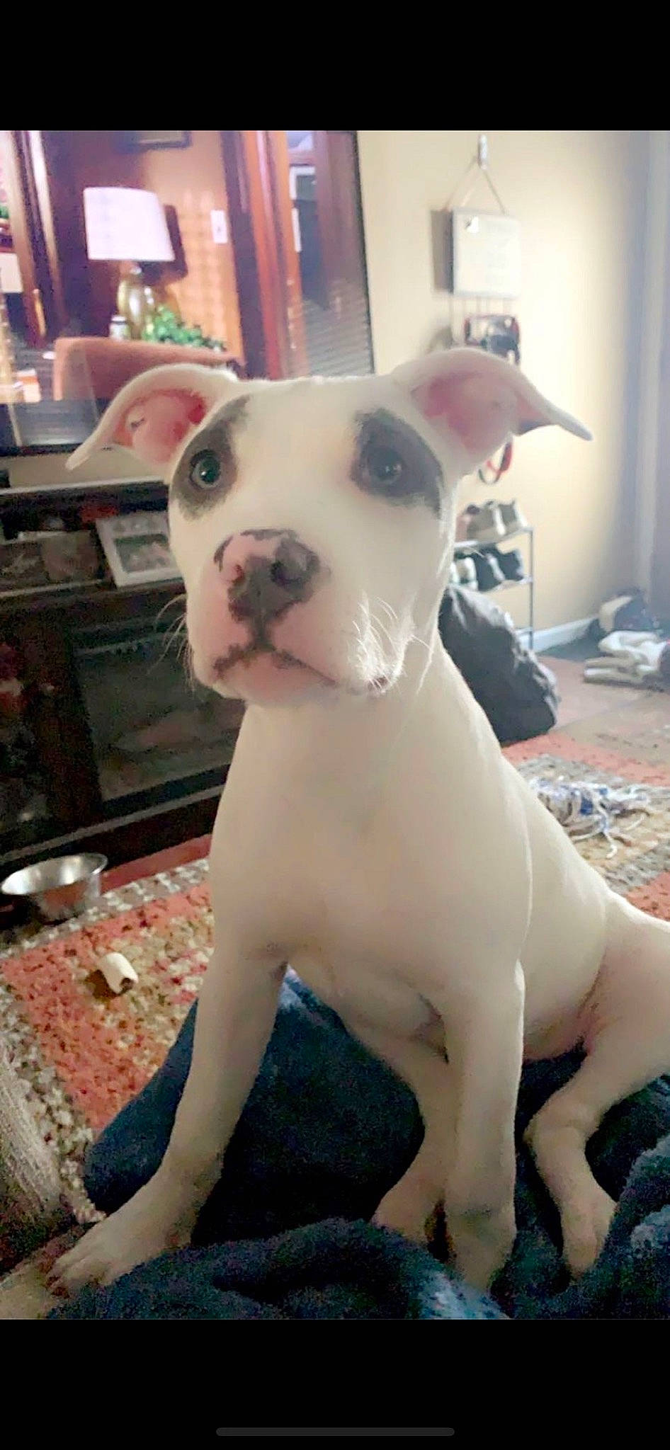 Maryjane joined the competition — help win amazing prizes! canidae, carnivore, collar, companion_dog, dog, dog_breed, dog_collar, dogo_guatemalteco, ear, fawn, fur, head, kitchen_appliance, molosser, non_sporting_group, snout, sporting_group, tail, whiskers, working_animal