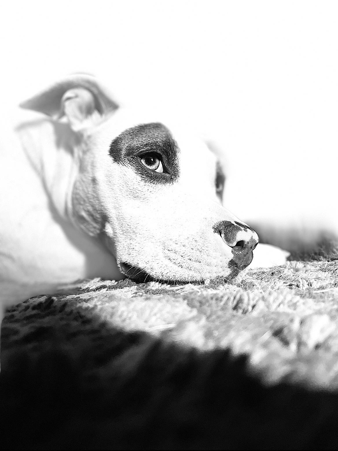 Maryjane is registered to the contest to win money with this photo: black_and_white, carnivore, close_up, companion_dog, dog, dog_breed, fawn, flash_photography, grey, happy, livestock, monochrome, monochrome_photography, snout, sporting_group, still_life_photography, terrestrial_animal, toy, whiskers, working_animal