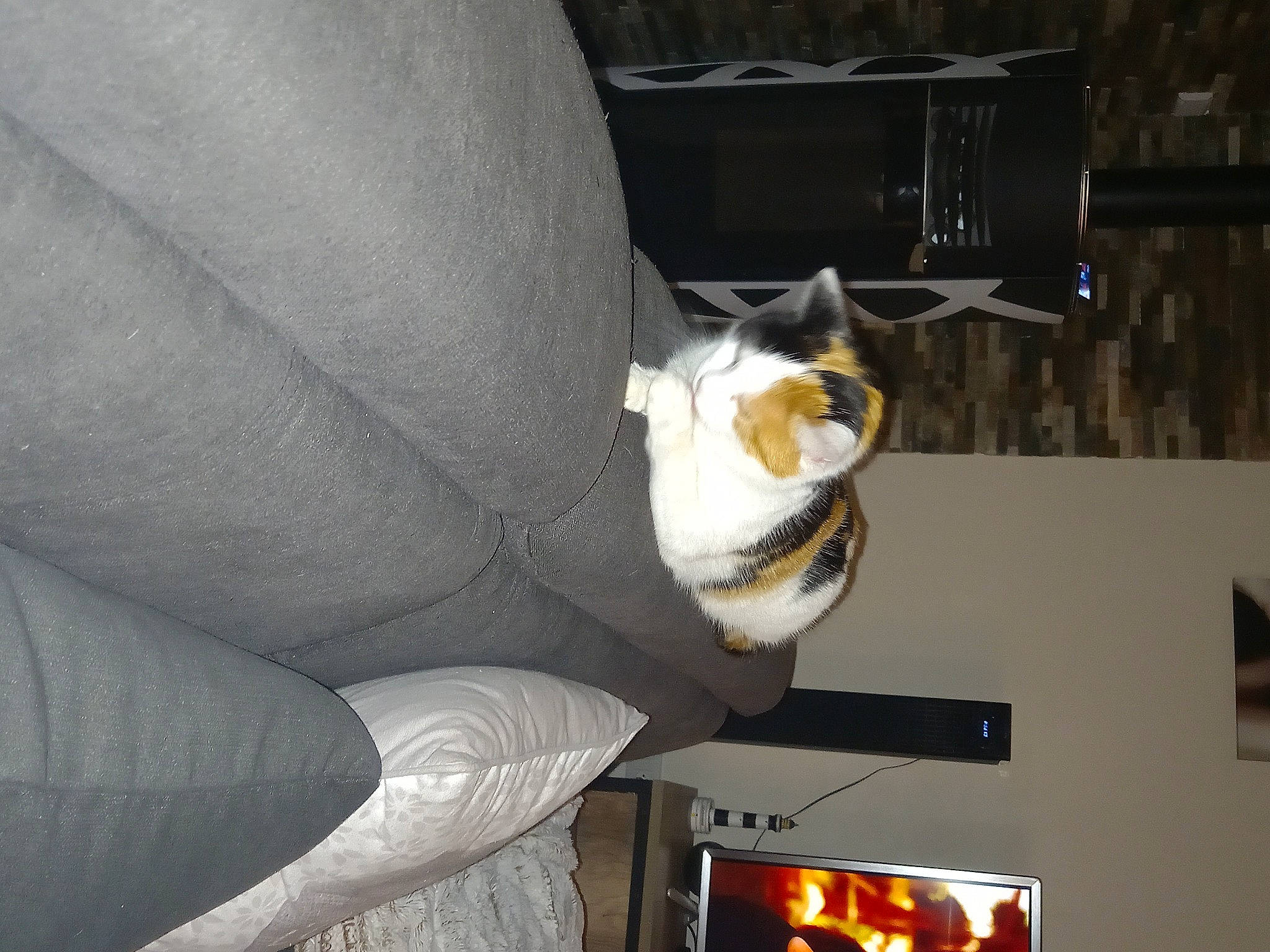 Nina participe au concours pour gagner de l'argent avec cette photo : armrest, automotive_lighting, canidae, carnivore, cat, comfort, couch, domestic_short_haired_cat, felidae, formal_wear, fur, heat, human_body, human_leg, room, small_to_medium_sized_cats, tail, thigh, whiskers, wood