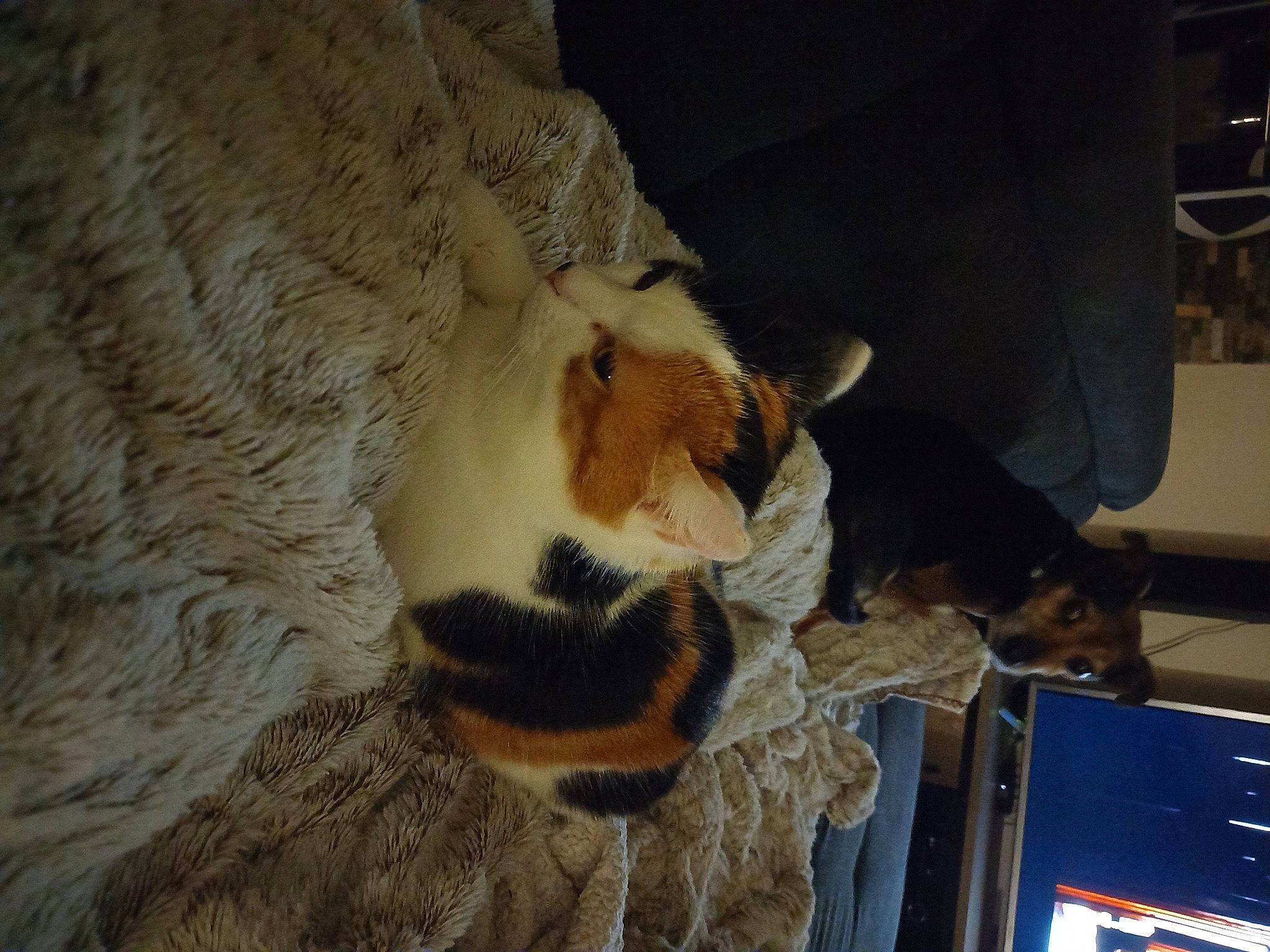 Nina participe au concours pour gagner de l'argent avec cette photo : bengal_tiger, big_cats, cat, claw, comfort, dog_breed, domestic_short_haired_cat, fawn, felidae, fur, hat, machine, paw, room, small_to_medium_sized_cats, stuffed_toy, tail, terrestrial_animal, whiskers, wood