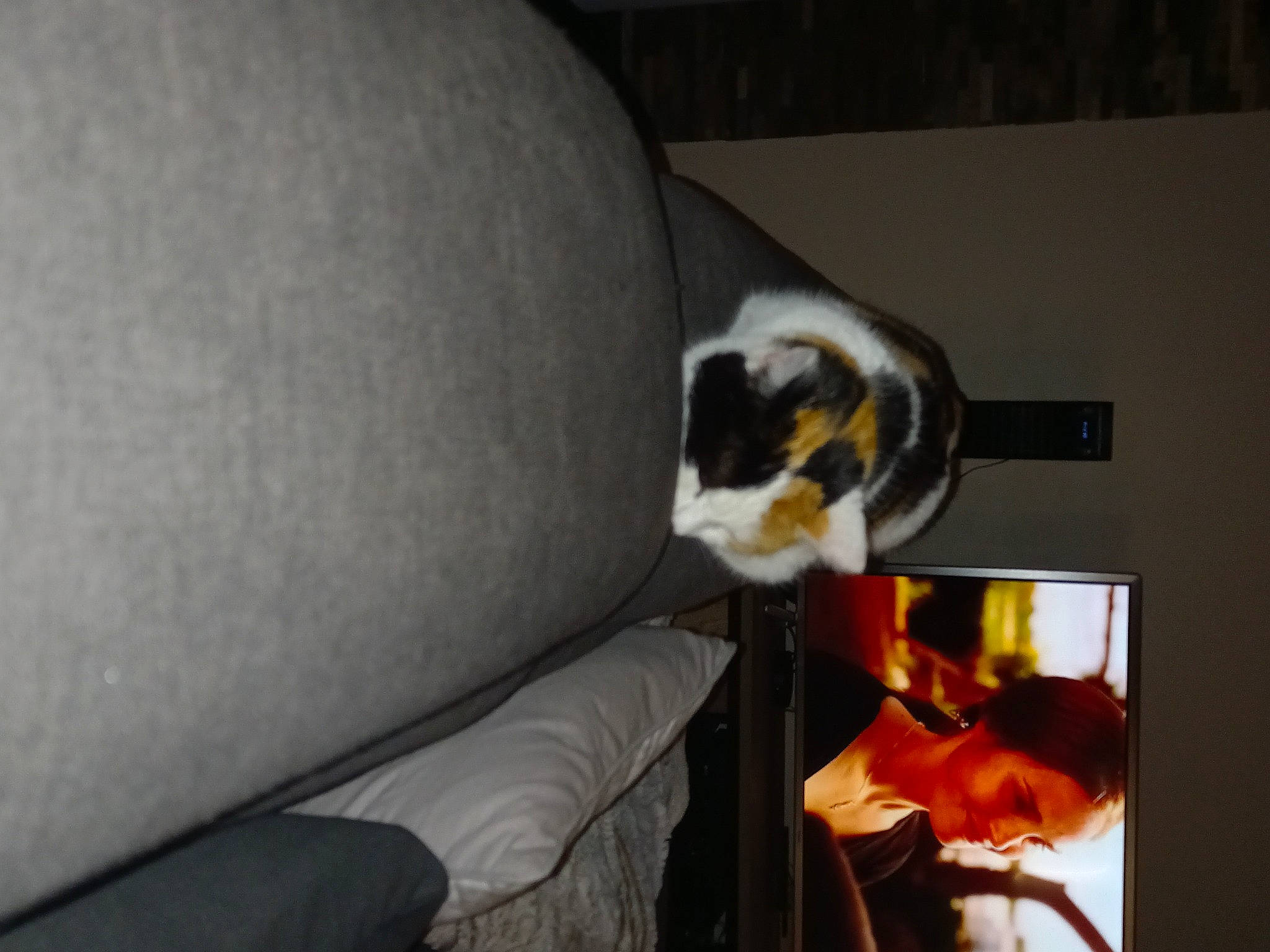 Nina a rejoint le concours — aidez-le/la à gagner de superbes lots ! auto_part, automotive_lighting, canidae, carnivore, cat, comfort, companion_dog, couch, domestic_short_haired_cat, felidae, fur, heat, room, sitting, small_to_medium_sized_cats, sporting_group, tail, whiskers, wood