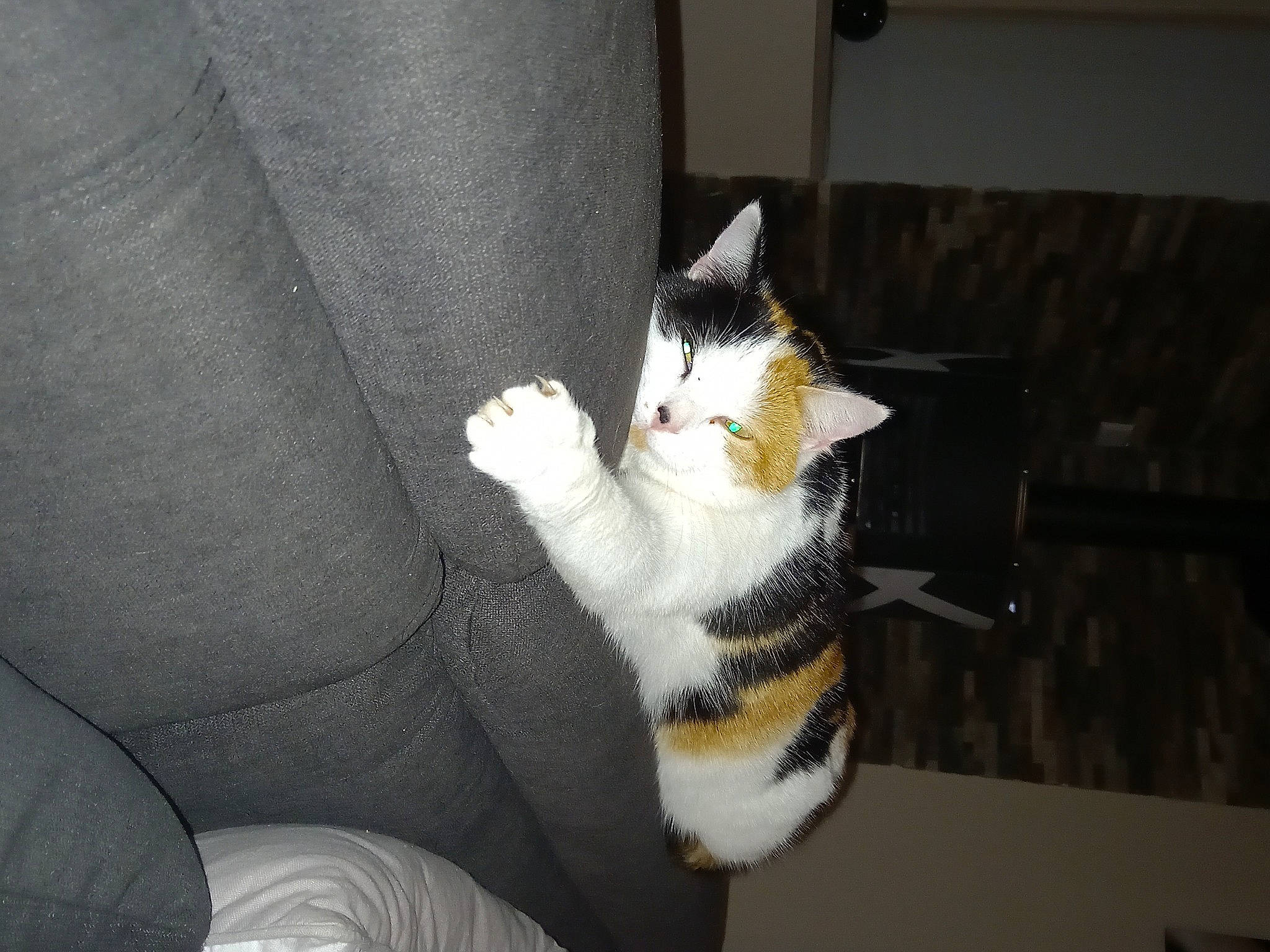 Nina a rejoint le concours — aidez-le/la à gagner de superbes lots ! carnivore, cat, claw, comfort, couch, domestic_short_haired_cat, felidae, foot, fur, human_leg, lap, paw, small_to_medium_sized_cats, snout, tail, thigh, whiskers