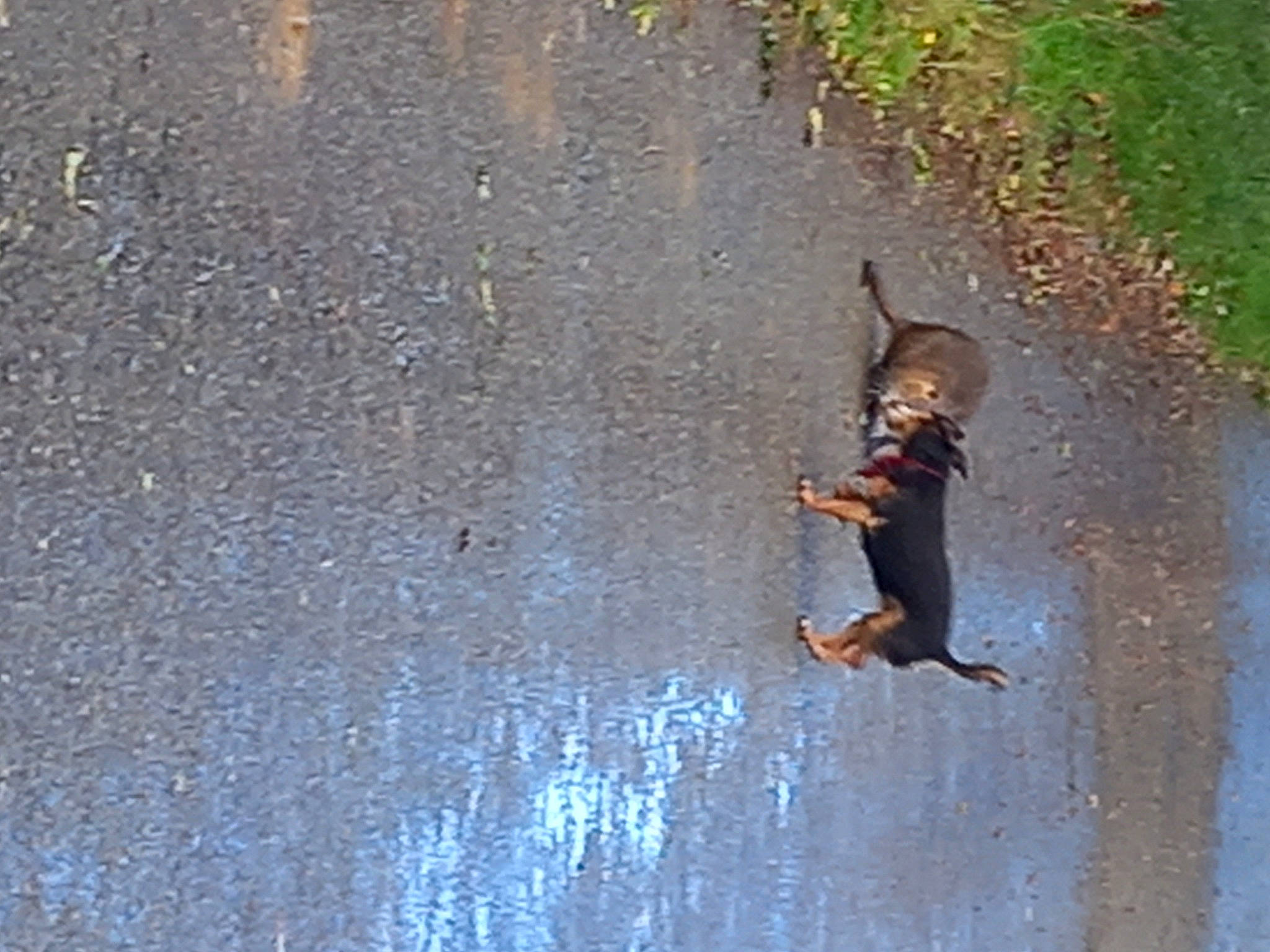 Fluck a rejoint le concours — aidez-le/la à gagner de superbes lots ! asphalt, carnivore, dog, dog_breed, fawn, felidae, grass, leash, plant, road_surface, shadow, small_to_medium_sized_cats, soil, sporting_group, tail, terrestrial_animal, tree, water, wildlife, wood