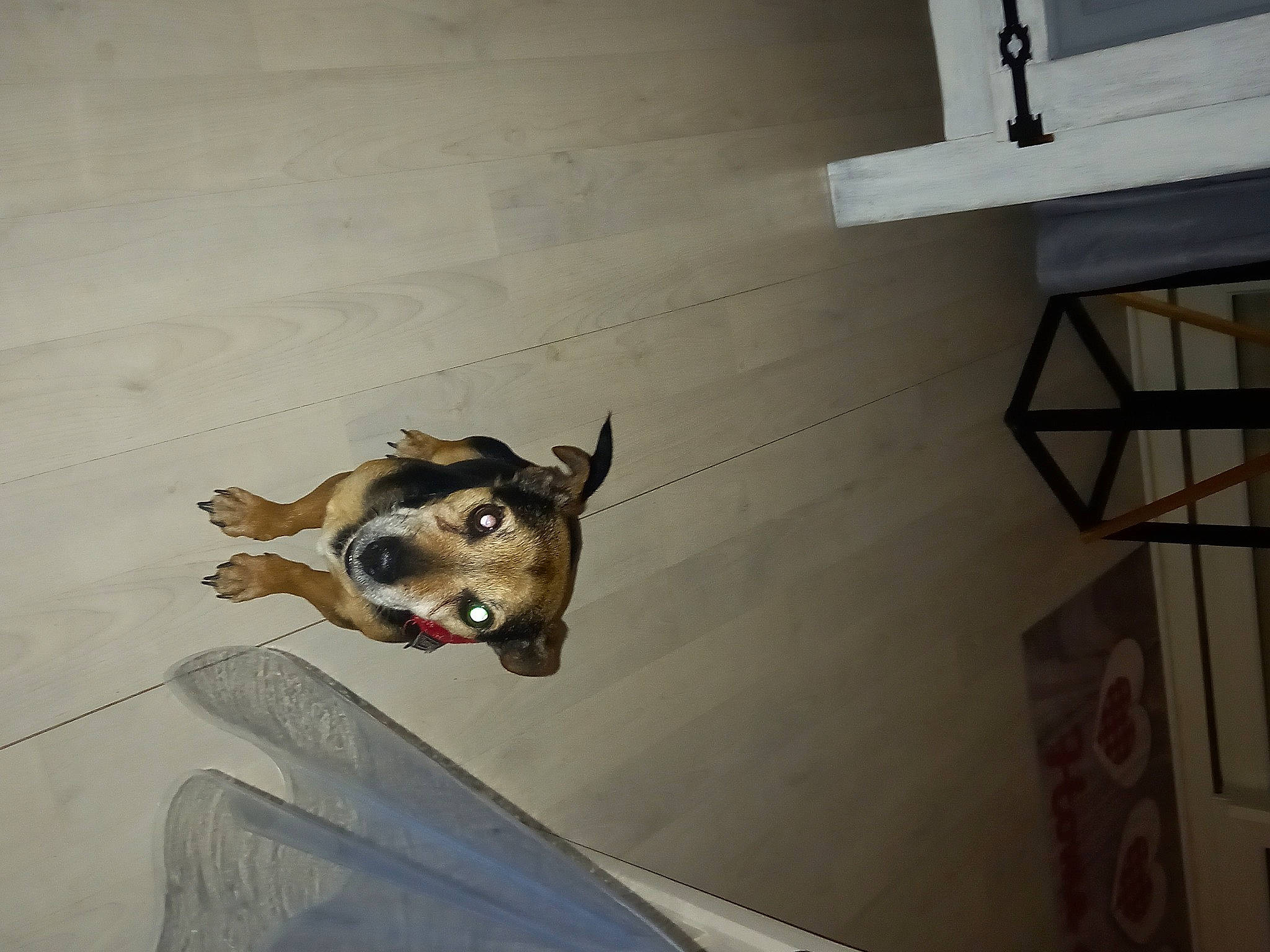 Fluck participe au concours pour gagner de l'argent avec cette photo : canidae, carnivore, ceiling, companion_dog, dog, dog_breed, fawn, felidae, floor, flooring, guard_dog, hardwood, jaw, leash, non_sporting_group, snout, sporting_group, tail, wood, working_animal