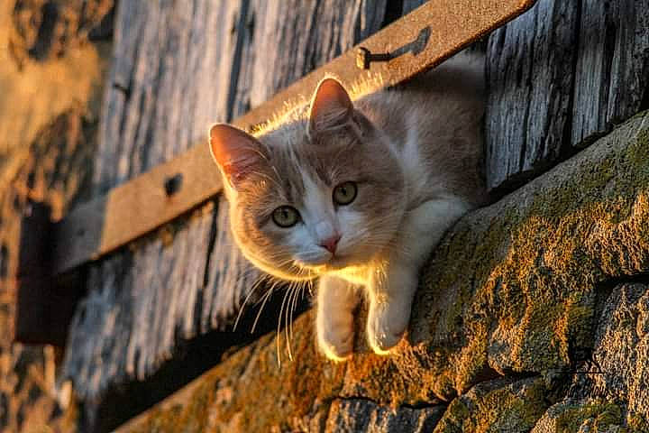 Iris participe au concours pour gagner de l'argent avec cette photo : carnivore, cat, domestic_short_haired_cat, eye, fawn, felidae, fur, grass, small_to_medium_sized_cats, snout, tail, terrestrial_animal, tree, trunk, whiskers, wildlife, wood