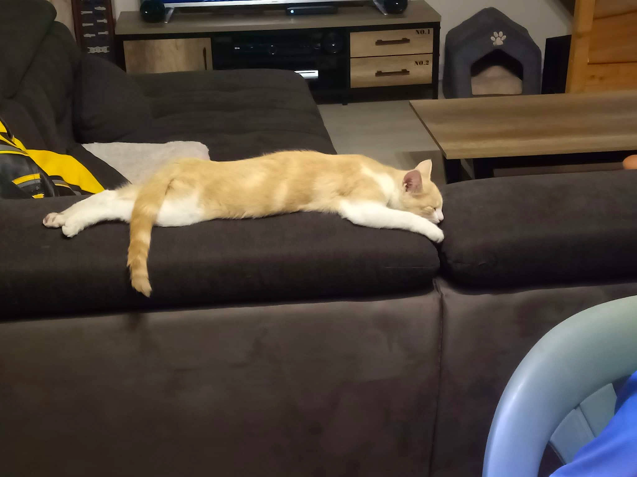 Iris a rejoint le concours — aidez-le/la à gagner de superbes lots ! cabinetry, carnivore, cat, chest_of_drawers, comfort, companion_dog, couch, drawer, fawn, felidae, floor, flooring, furniture, hardwood, room, small_to_medium_sized_cats, tail, television, whiskers, wood