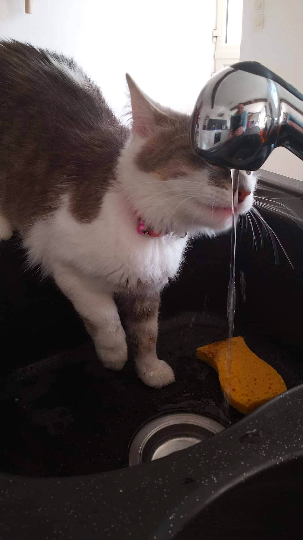 Mimie a rejoint le concours — aidez-le/la à gagner de superbes lots ! auto_part, automotive_exterior, carnivore, cat, claw, comfort, domestic_short_haired_cat, felidae, fur, human_leg, lap, paw, personal_protective_equipment, small_to_medium_sized_cats, snout, steering_wheel, tail, vehicle_door, whiskers, windshield