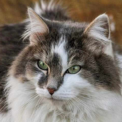Mimie