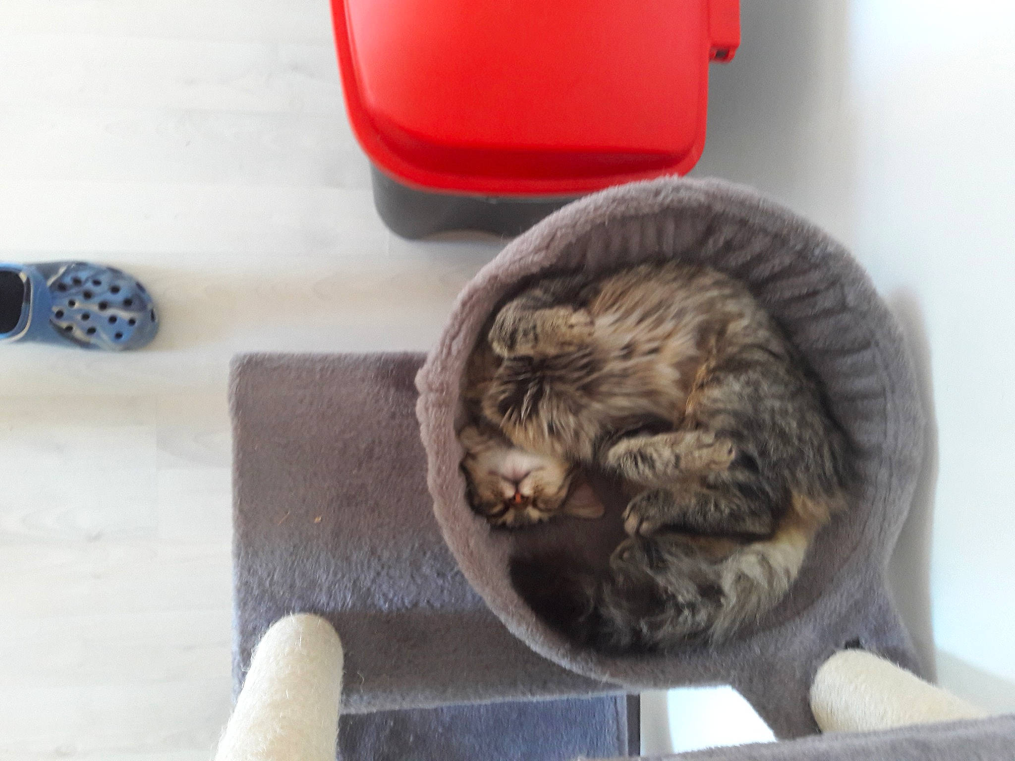 Pepsi a rejoint le concours — aidez-le/la à gagner de superbes lots ! carnivore, cat, cat_supply, comfort, domestic_short_haired_cat, fawn, felidae, flooring, fur, grey, hardwood, nap, paw, sleep, small_to_medium_sized_cats, snout, tail, terrestrial_animal, whiskers, wood