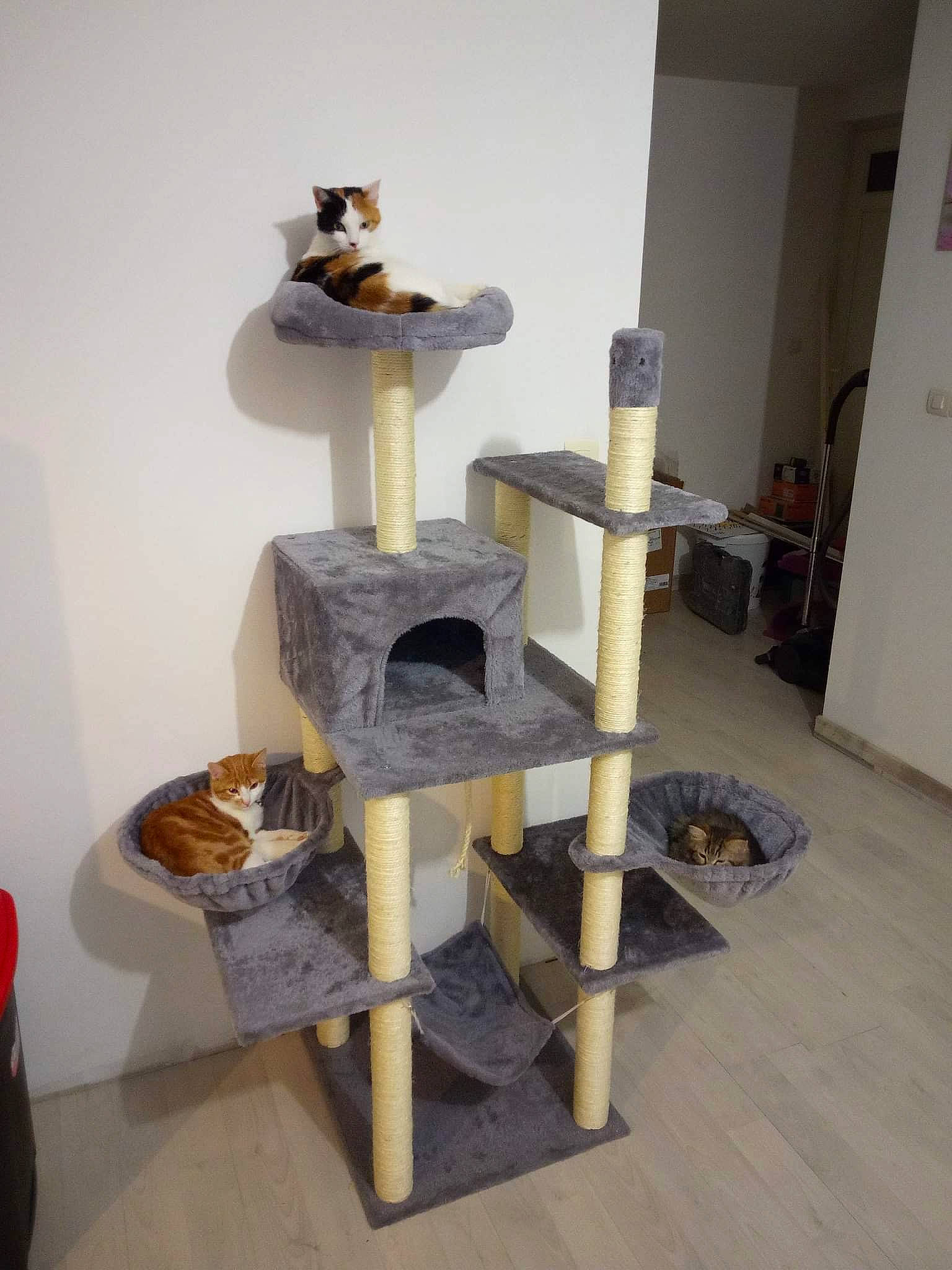 Pepsi participe au concours pour gagner de l'argent avec cette photo : art, cat_supply, composite_material, floor, flooring, hardwood, machine, metal, musical_instrument, pet_supply, plywood, room, sculpture, shelf, shelving, toy, visual_arts, wood