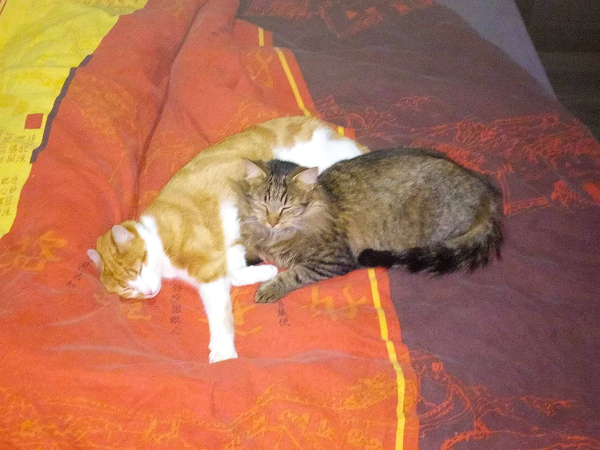 Pepsi participe au concours pour gagner de l'argent avec cette photo : brown, canidae, carnivore, cat, comfort, domestic_short_haired_cat, fawn, felidae, flooring, fur, grass, orange, paw, plant, small_to_medium_sized_cats, snout, tail, tree, whiskers, wood