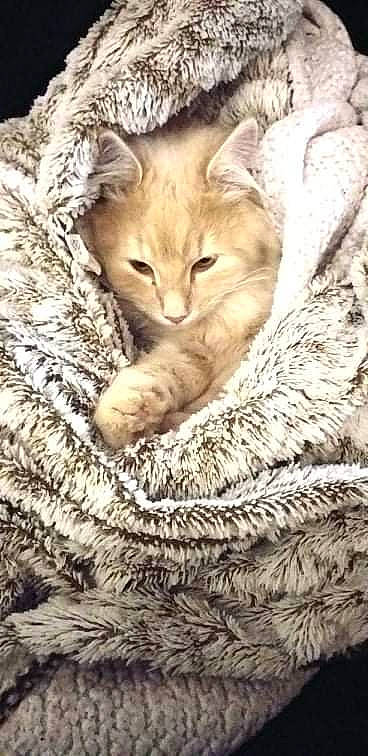 Shadow a rejoint le concours — aidez-le/la à gagner de superbes lots ! basket, carnivore, cat, cat_bed, claw, comfort, domestic_short_haired_cat, fawn, felidae, fur, nap, paw, sleep, small_to_medium_sized_cats, snout, tail, terrestrial_animal, whiskers, wildlife, wood