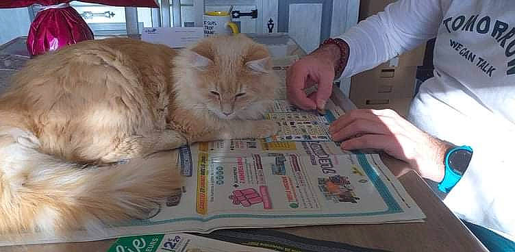 Shadow a rejoint le concours — aidez-le/la à gagner de superbes lots ! box, carnivore, cat, claw, comfort, companion_dog, domestic_short_haired_cat, fawn, felidae, fur, gesture, hand, nail, newspaper, paper, paw, publication, small_to_medium_sized_cats, tail, whiskers