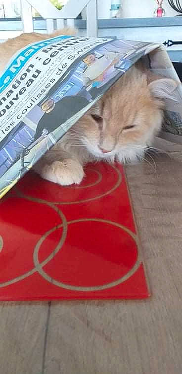 Shadow participe au concours pour gagner de l'argent avec cette photo : box, cable, cardboard, carnivore, cat, claw, domestic_short_haired_cat, felidae, flooring, fur, hardwood, lap, paw, publication, small_to_medium_sized_cats, snout, tail, whiskers, wire, wood