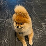 Luca joined the competition — help win amazing prizes! dog, pomeranian, fluffy, small_dog, pet, indoor, floor, marble_floor, brown_fur, cute, animal, canine, sitting, looking_away, domestic_animal, companion, paw, furry, adorable, calm