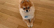 Luca joined the competition — help win amazing prizes! dog, pomeranian, pet, indoor, wooden_floor, small_dog, fluffy, animal, cute, domestic_animal, collar, tag, brown, tan, fur, sitting, looking, paw, floor, house