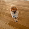 dog, pomeranian, pet, indoor, wooden_floor, small_dog, fluffy, animal, cute, domestic_animal, collar, tag, brown, tan, fur, sitting, looking, paw, floor, house